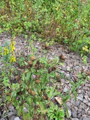 Centaurea phrygia pseudophrygia
