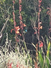 Nectarinia famosa