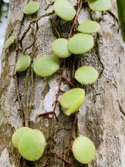 Pyrrosia