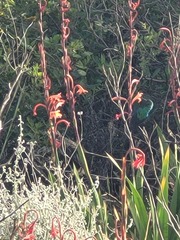 Nectarinia famosa