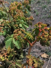 Cyphostemma