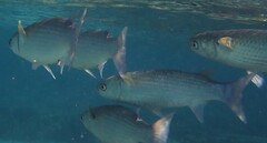 Crenimugil crenilabis