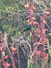 Nectarinia famosa