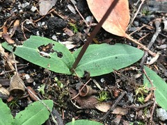 Chiloglottis reflexa