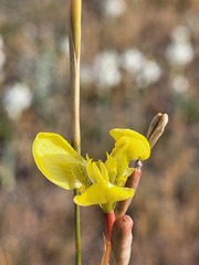 Moraea bellendenii