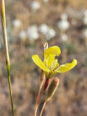 Moraea bellendenii