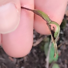Chiloglottis reflexa