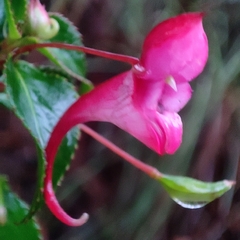 Impatiens salpinx