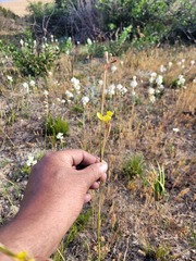 Moraea bellendenii