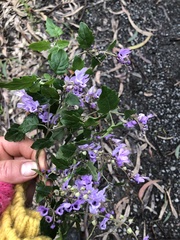 Prostanthera melissifolia