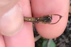 Chiloglottis reflexa