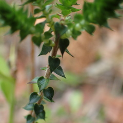 Epacris microphylla