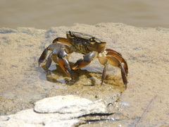 Potamonautes barnardi