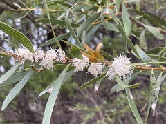 Hakea dactyloides