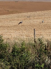 Anthropoides paradiseus