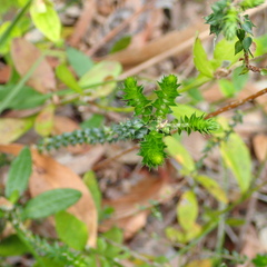 Epacris microphylla