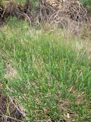 Agathosma orbicularis