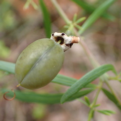 Gompholobium latifolium