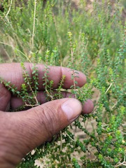 Agathosma orbicularis