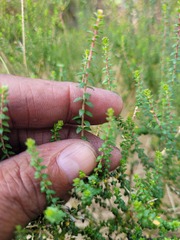 Agathosma orbicularis