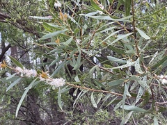 Hakea dactyloides