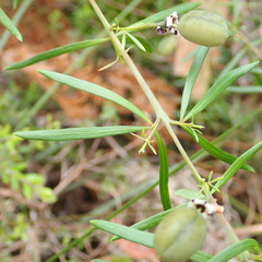Gompholobium latifolium