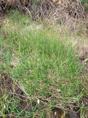 Agathosma orbicularis