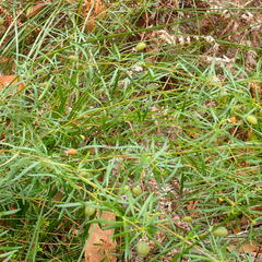 Gompholobium latifolium