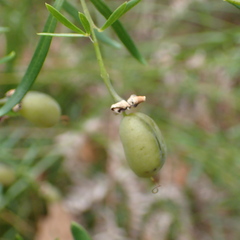 Gompholobium latifolium