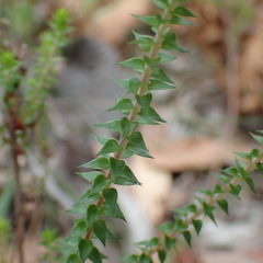Epacris microphylla