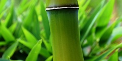 Merostachys