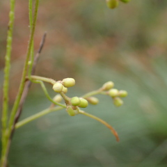 Cassytha pubescens