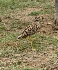 Burhinus capensis capensis