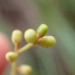 Cassytha pubescens