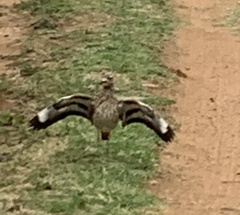 Burhinus capensis capensis