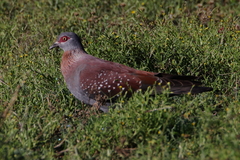 Columba guinea