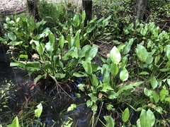 Alisma plantago-aquatica