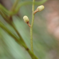 Cassytha pubescens