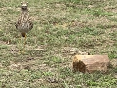 Burhinus capensis capensis