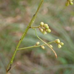 Cassytha pubescens