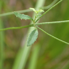 Gonocarpus tetragynus