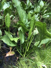Alisma plantago-aquatica