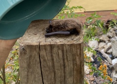 Nycticeius humeralis