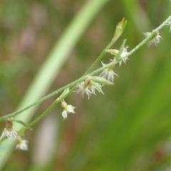 Gonocarpus tetragynus