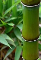 Merostachys