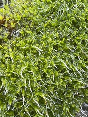 Syntrichia montana