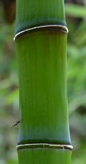 Merostachys