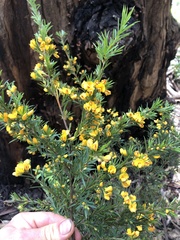 Pultenaea juniperina