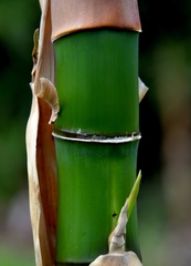 Merostachys
