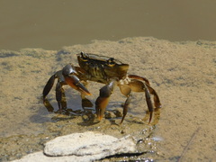 Potamonautes barnardi